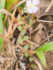 Pterolepis glomerata