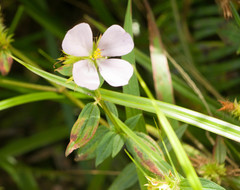 Pterolepis glomerata