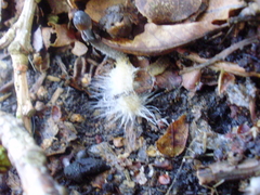 Ophiocordycipitaceae