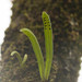 Lepisorus thunbergianus - Photo (c) Kevin Faccenda, algunos derechos reservados (CC BY)