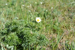 Adonis mongolica