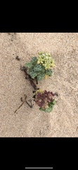 Dasispermum suffruticosum