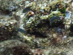 Pycnochromis vanderbilti