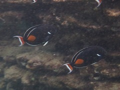 Acanthurus achilles