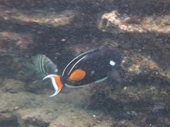 Acanthurus achilles