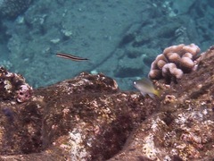 Plagiotremus goslinei