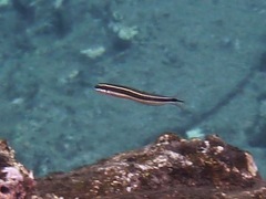 Plagiotremus goslinei