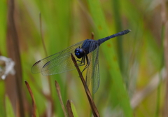 Erythrodiplax juliana