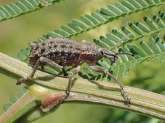 Broad-Back Weevil