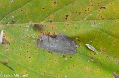 Phyllonorycter tiliacella
