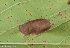 Phyllonorycter tiliacella