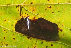 Phyllonorycter tiliacella