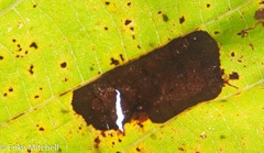 Phyllonorycter tiliacella