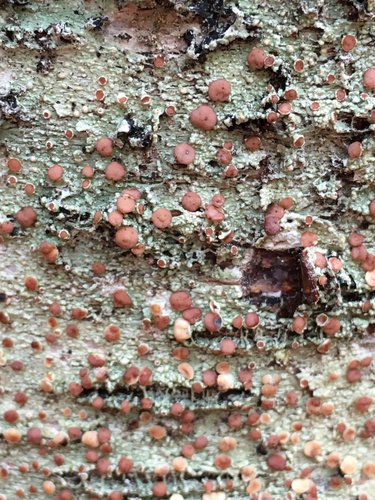 Eastern Ragged-rim Lichen
