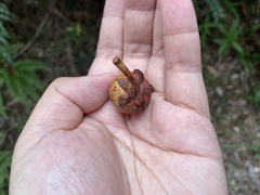 Ternstroemia luteoflora