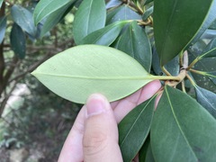 Ternstroemia luteoflora