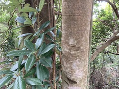 Ternstroemia luteoflora