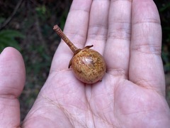 Ternstroemia luteoflora