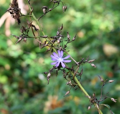 Cicerbita prenanthoides