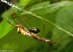 Argiope versicolor