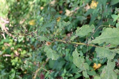 Cicerbita prenanthoides