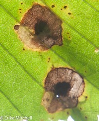 Cameraria ulmella