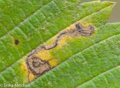 Stigmella apicialbella