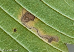 Stigmella apicialbella