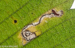Stigmella apicialbella