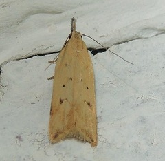 Dichomeris limosellus