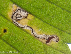 Stigmella apicialbella
