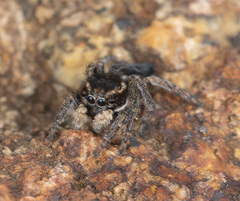 Maratus proszynskii