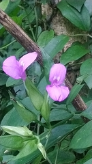 Dicliptera roxburghiana