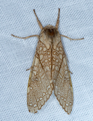 Lophocampa mixta