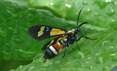 Euchromia lethe