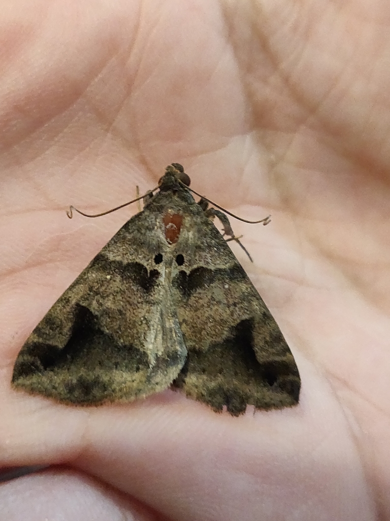 Perasia copiola
