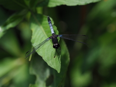 Erythrodiplax laurentia