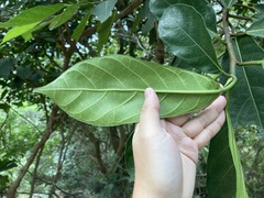 Ficus fistulosa