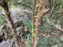 Ficus fistulosa