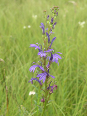 Lobelia sessilifolia