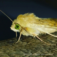 Helicoverpa armigera