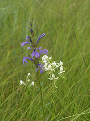 Lobelia sessilifolia