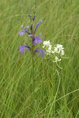 Lobelia sessilifolia