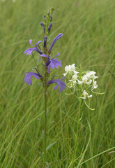 Lobelia sessilifolia
