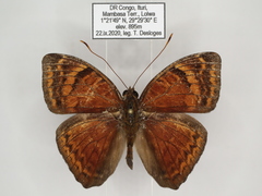 Euriphene