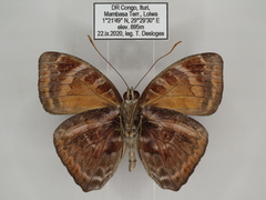 Euriphene