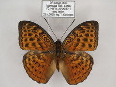 Bebearia zonara