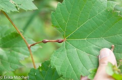 Neolasioptera vitinea
