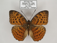 Bebearia zonara
