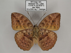 Bebearia zonara